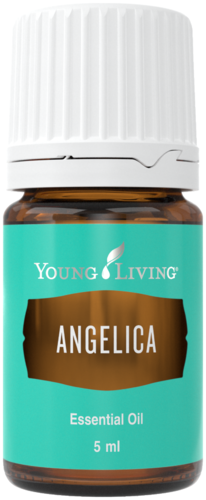 Young Living Angelica