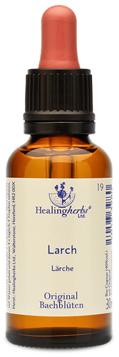 Adler Bachblüten Larch